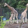 #zoo #zwierzęta #żyrafa