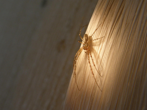 to pajączek z aniołka :) #pająk #owad