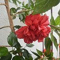 Hibiskus (malinowy pełny )-róża chińska.