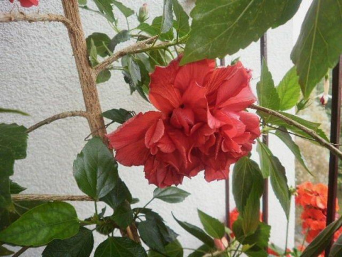 Hibiskus (malinowy pełny )-róża chińska.