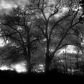 Drzewa w parku - NIE PHOTOSHOP #mroczne #drzewo #drzewa #chmury #CzarnoBiałe #miejsce #park