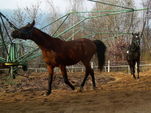 aaaale mnie ciągają :) #partynice #WTWK #konie #koń
