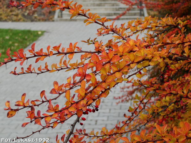 Jesień :) #jesień #park #klon #Roth #Racibórz #raciborz #Śląsk #slask #kolorowa #liście