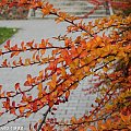 Jesień :) #jesień #park #klon #Roth #Racibórz #raciborz #Śląsk #slask #kolorowa #liście