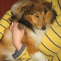 sheltie,www.ambersun-sheltie.pl #sheltie