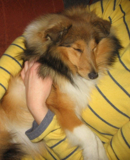 sheltie,www.ambersun-sheltie.pl #sheltie