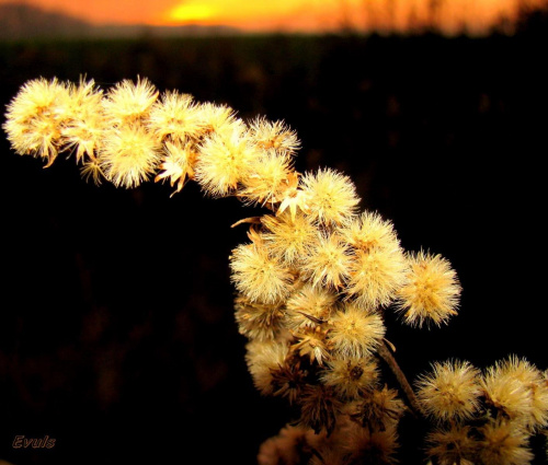 Trawy na łąkach o zachodzie słońca #grudzień #łąka #trawy #ZachódSłońca
