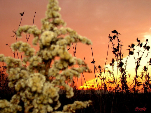 Jesienna łąka o zachodzie słońca #Jesień #łąka #ZachódSłońca #trawy #grudzień