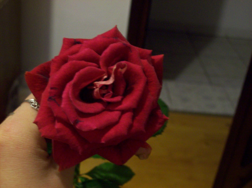 #kwiatki #róże