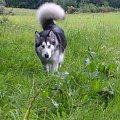 masza z howerli #AlaskanMalamute #MaszaZHowerli