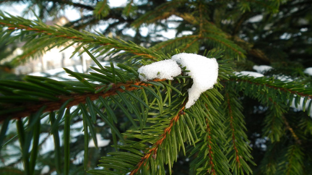 Pierwszy śnieg