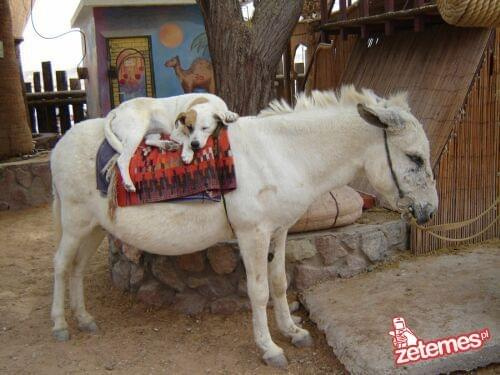 #koń #pies #sen #śpi #koniu