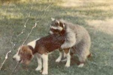 #szop #pies #seks #wali #walenie