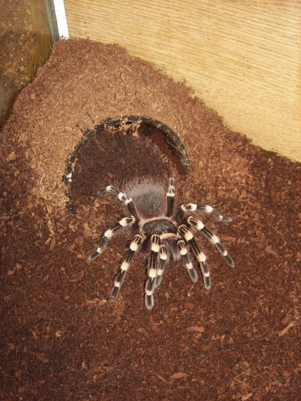 geniculata L12/13