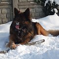 #pies #psy #Boss #zima #zwierzaki