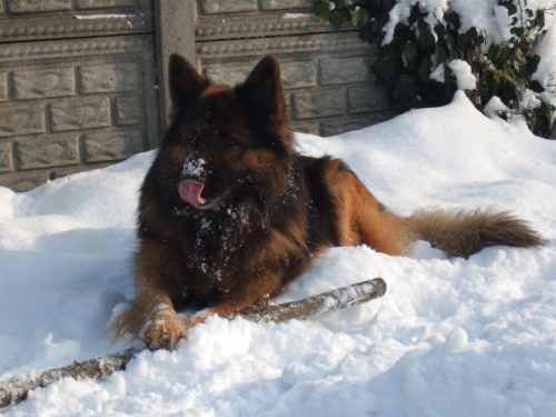 #pies #psy #Boss #zima #zwierzaki