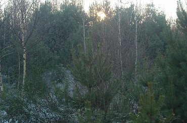 #DRZEWA #LAS #SŁOŃCE #ŚNIEG #ZABAWAŚWIATŁEM #ZIMA