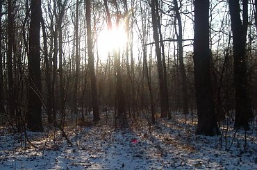 #DRZEWA #LAS #SŁOŃCE #ŚNIEG #ZABAWAŚWIATŁEM #ZIMA