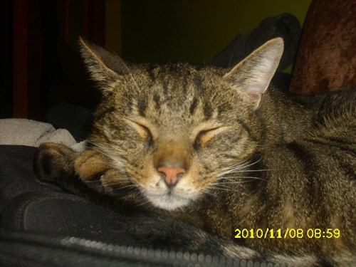 Tutaj oto ,kotek Burasio sobie śpi po wieeeeelkim obżarstwie.... :)