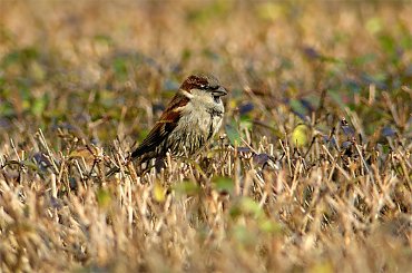 wróbel #wróbel #ptaki