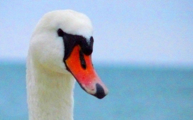 Spotkane na plaży w Sopocie