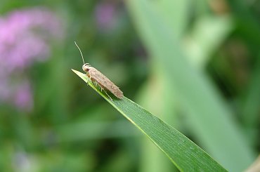 Owad na trawie... #owad #trawa #ćma #mucha #mikrokosmos