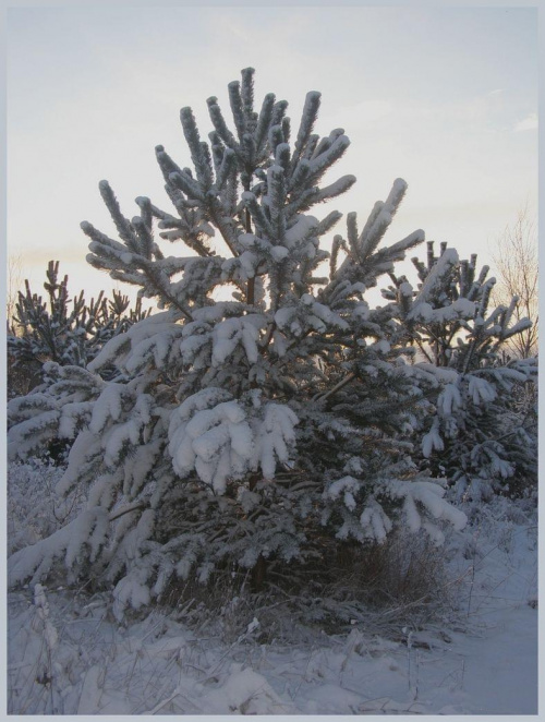 Wreszcie trochę zimy w zimie :) #zima #spacery #pola #łąki #drzewa #śnieg
