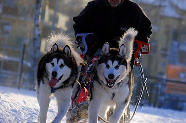 Trening klubu zaprzęgowego Amberdog. Stadion CKiS Pruszcz Gdański. #PsieZaprzęgi #CkisPruszczGdański #PsyZaprzęgowe #IgorTracz #OlgierdTracz #traczer