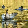 #park #kaczka #ptaki #ptak #woda #jezioro #staw #słońce #tafla #pióra #akcja