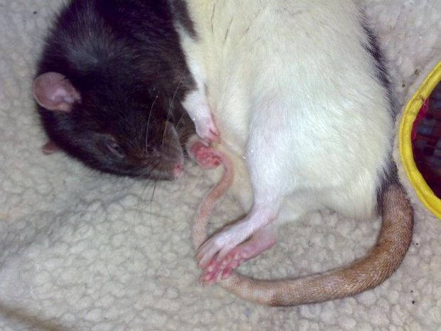 #liam #lijam #szczur #szczurek #rat