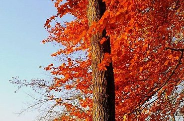 #jesień #drzewo #liść #liście #sorux