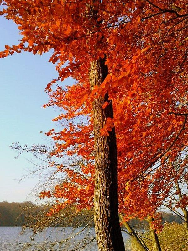 #jesień #drzewo #liść #liście #sorux