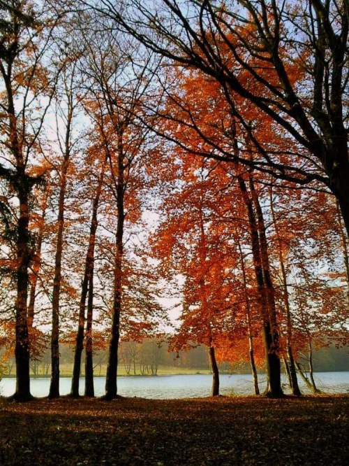 #jesień #drzewa #park #las #sorux