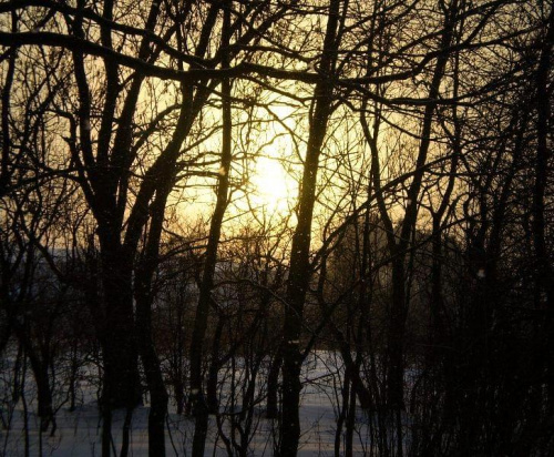 #zima #słońce #sorux #drzewa