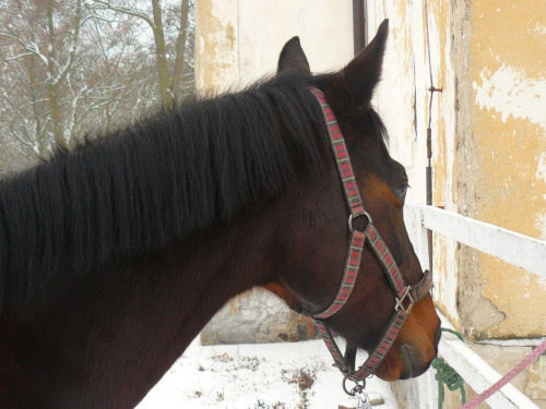 #koń #konie #zwierzęta #zima