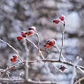 #zwierzęta #las #łąka #zima #róża #mróz #snieg