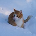 #kot #koty #zima