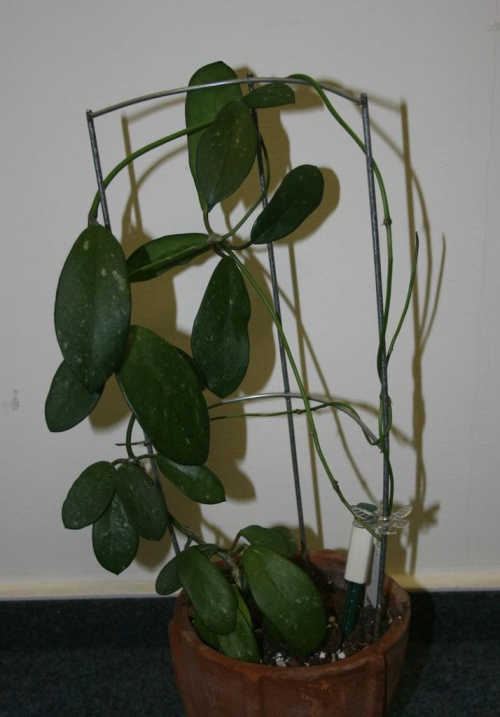 diversifolia