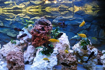 #akwarium #malawi #krewetka #tropheus #bemba #wapień #TłoStrukturalne #tanganika #labidochromis #piasek #DamianGrzybowski #domin