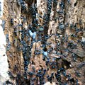 Mrówki na drzewie