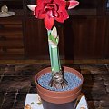 odmiana 'Double Dragon' - 24 stycznia 2009 #amarylis #DoubleDragon #Hippeastrum #hydroponika