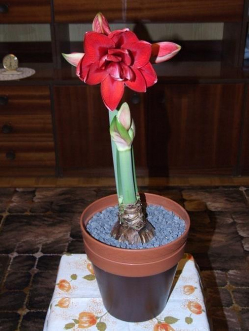 odmiana 'Double Dragon' - 24 stycznia 2009 #amarylis #DoubleDragon #Hippeastrum #hydroponika