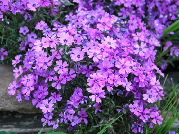 Phlox subulata 'Purple Beauty' (Floks szydlasty)