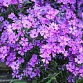 Phlox subulata 'Purple Beauty' (Floks szydlasty)