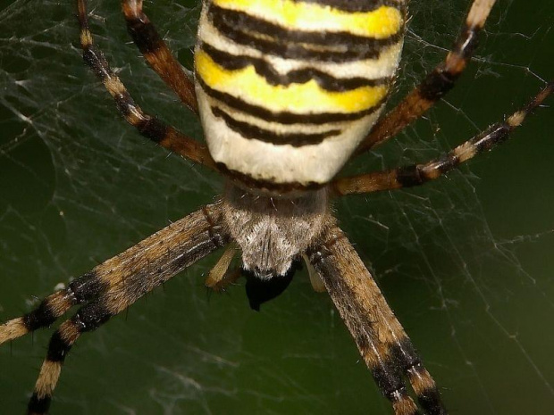 Argiope bruennichi