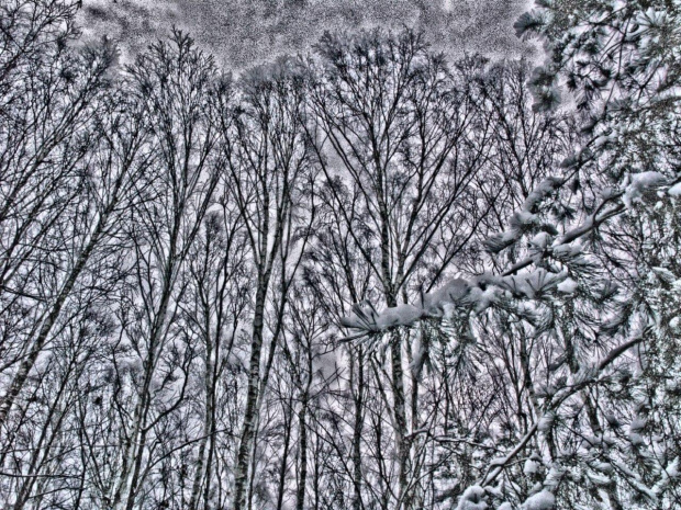 #zima #las #snieg #drzewa