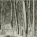 Las zimowy #PejzażZimowy #Mazury #zima #las #drzewa