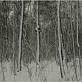 Las zimowy #PejzażZimowy #Mazury #zima #las #drzewa