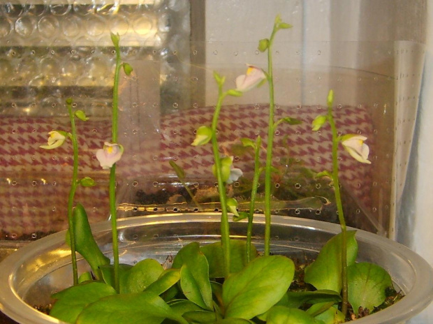 Utricularia calycifida