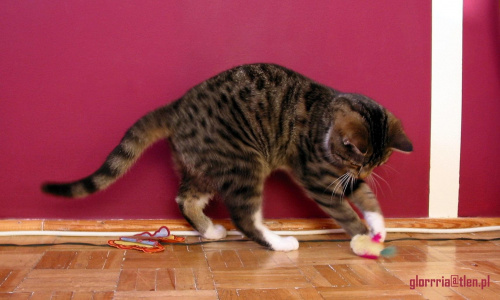 Kiwi - ta kotka ma teraz 4 miesiace i szukam dla niej domu! #KotKotkaKociakBezdomnyAdopcja